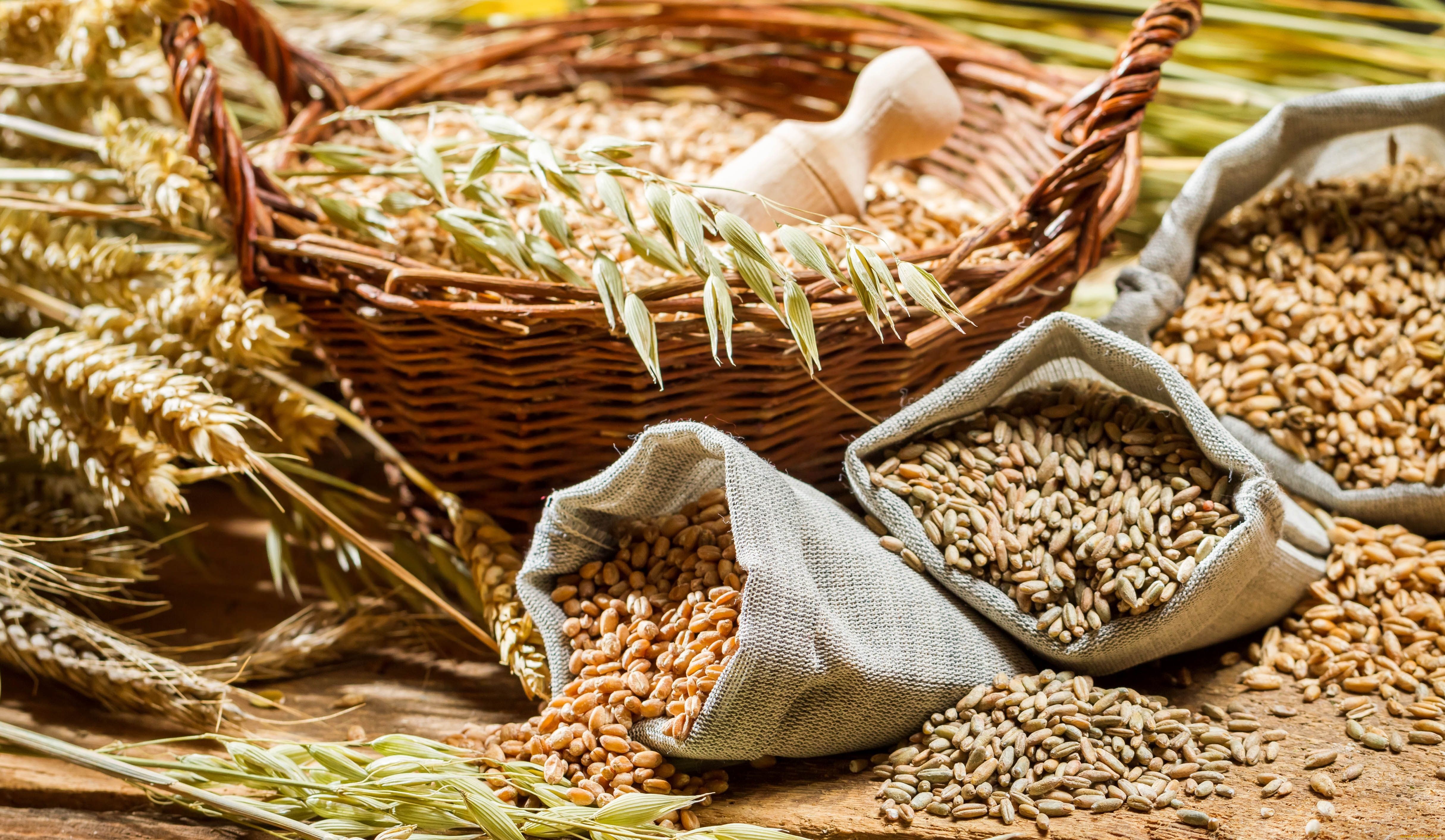 Бизнес-план выращивания зерновых: большие перспективы рынка и недостаток игроков